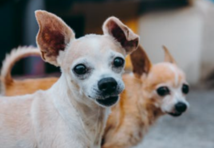 22 anni e 60 giorni: è il cane più longevo del mondo